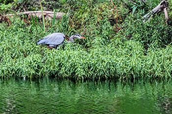 Photo of a blue heron, Blue Heron Lake